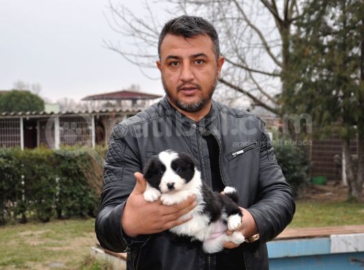 Ruhsatlı Köpek Çiftliginden Border Collie Yavruları görsel