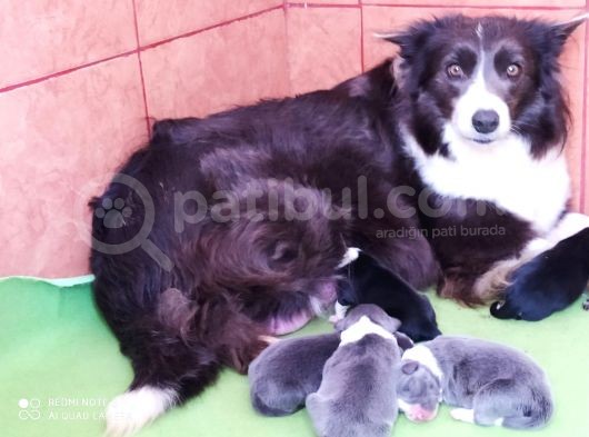 Ruhsatlı Köpek Çiftliginden Border Collie Yavruları