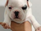 French Bulldog Yavrular
