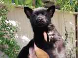 Alman Çoban Köpeği Show Kalite