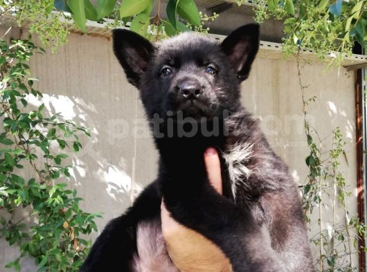 Alman Çoban Köpeği Show Kalite görsel