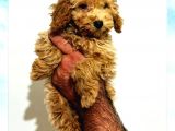 Safkan A Kalite Toy Poodle Yavrular