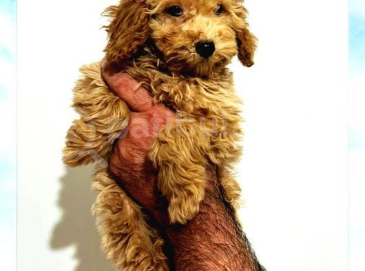 Safkan A Kalite Toy Poodle Yavrular