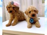 Teacup Apricot Toy Poodle Yavrular
