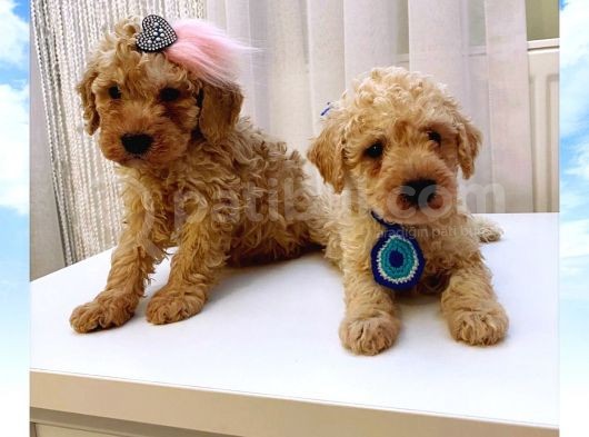 Teacup Apricot Toy Poodle Yavrular