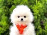 Ayıcık Surat Boo Pomeranian Yavrular