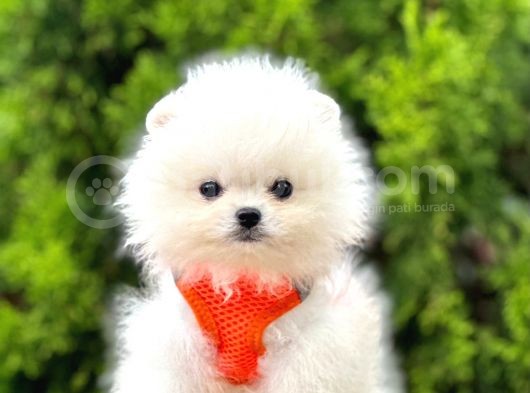 Ayıcık Surat Boo Pomeranian Yavrular görsel