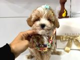 Dizayn Irk Sevimli Maltipoo Yavrular