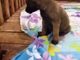 Teslime Hazır Malinois