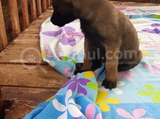 Teslime Hazır Malinois görsel