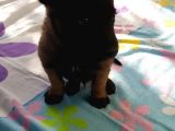 Teslime Hazır Malinois