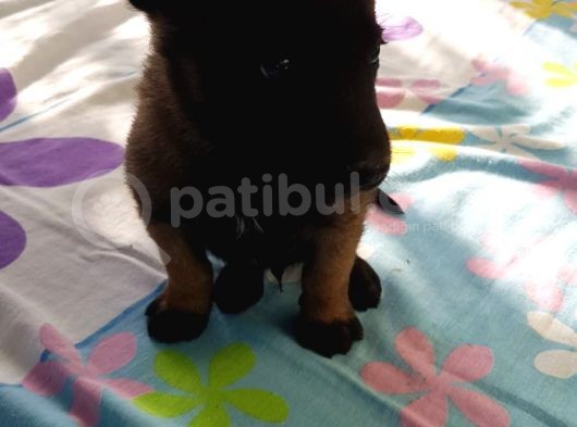 Teslime Hazır Malinois görsel