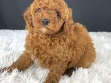 Sağlik Ve Irk Garanti̇li̇ Red Brown Toy Poodle Yavrularimiz