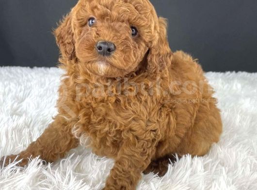 Sağlik Ve Irk Garanti̇li̇ Red Brown Toy Poodle Yavrularimiz görsel