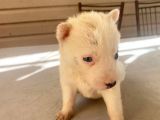 Mükemmel Kalite Husky Yavrular