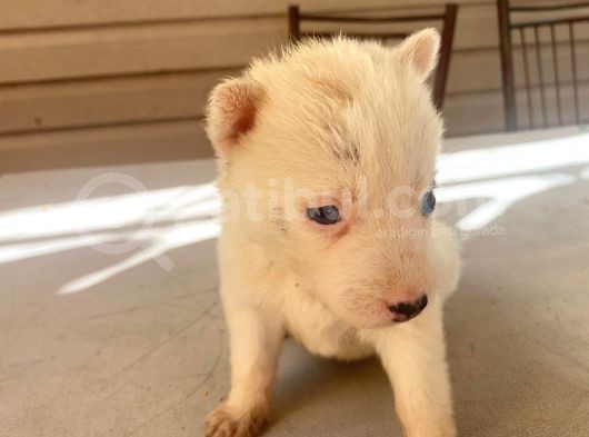 Mükemmel Kalite Husky Yavrular görsel