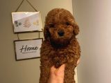 Red Brown Toypoodle Bebişlerimizzz