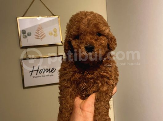 Red Brown Toypoodle Bebişlerimizzz