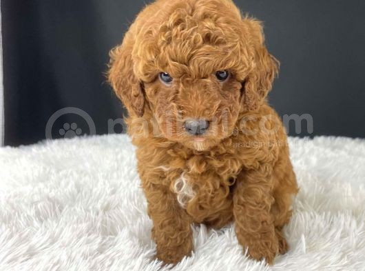 Sağlik Ve Irk Garanti̇li̇ Red Brown Toy Poodle Yavrularimiz