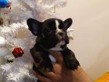 French Bulldog Yavrular