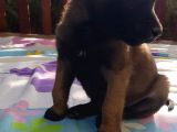 Teslime Hazır Malinois