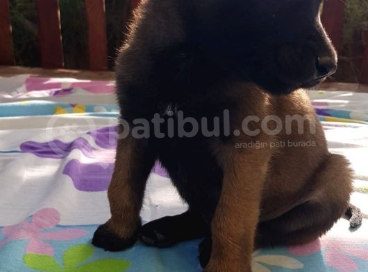 Teslime Hazır Malinois görsel