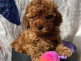 Ti̇ny Boss Toy Poodle Yavrumuz