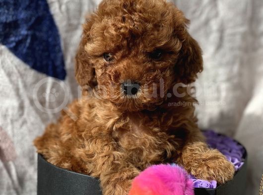 Ti̇ny Boss Toy Poodle Yavrumuz görsel
