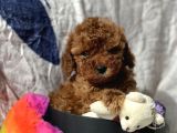 Ti̇ny Boss Toy Poodle Yavrumuz