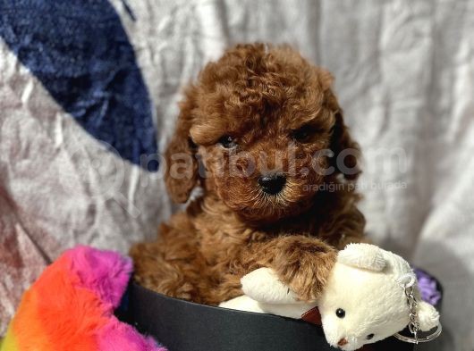 Ti̇ny Boss Toy Poodle Yavrumuz görsel