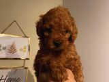 Red Brown Toypoodle Bebişlerimizzz