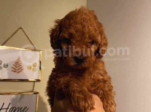 Red Brown Toypoodle Bebişlerimizzz görsel