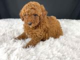 Sağlik Ve Irk Garanti̇li̇ Red Brown Toy Poodle Yavrularimiz