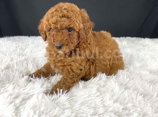 Sağlik Ve Irk Garanti̇li̇ Red Brown Toy Poodle Yavrularimiz görsel