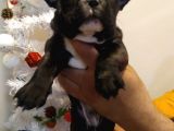 French Bulldog Yavrular