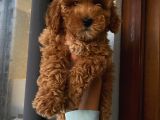 Sağlık Ve Ömür Boyu Irk Garantili Poodle Yavrularımız