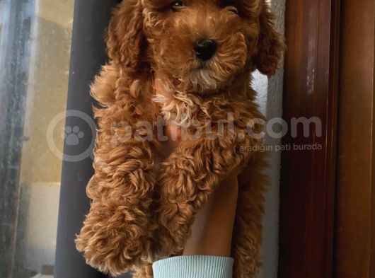 Sağlık Ve Ömür Boyu Irk Garantili Poodle Yavrularımız görsel