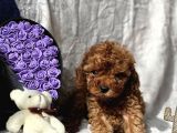 Ti̇ny Boss Toy Poodle Yavrumuz