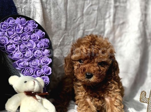 Ti̇ny Boss Toy Poodle Yavrumuz görsel