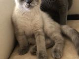 Blue Point British Shorthair Uygun Fiyat