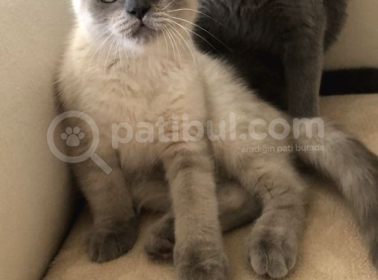 Blue Point British Shorthair Uygun Fiyat