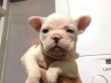 French Bulldog Yavrular