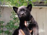 Alman Çoban Köpeği Show Kalite