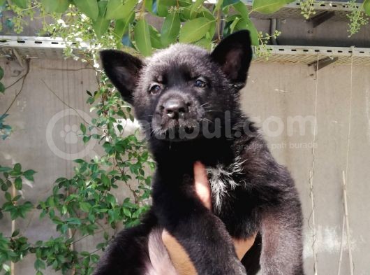 Alman Çoban Köpeği Show Kalite görsel