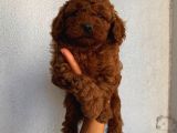 Sağlık Ve Ömür Boyu Irk Garantili Poodle Yavrularımız