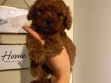 Red Brown Toypoodle Bebişlerimizzz