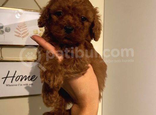 Red Brown Toypoodle Bebişlerimizzz görsel