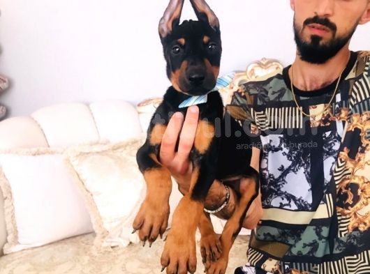 Show Kalite Doberman Yavrular görsel