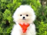 Ayıcık Surat Boo Pomeranian Yavrular