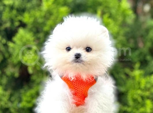 Ayıcık Surat Boo Pomeranian Yavrular görsel
